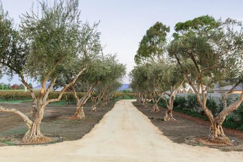 Driveway lined with olive trees...natural and native looking. Olive Tree Driveway, Sicily Villa, House Driveway, Olive Trees Garden, Tree Garden Design, Lined Driveway, Olive Orchard, Beautiful Driveways, Ideas Jardin