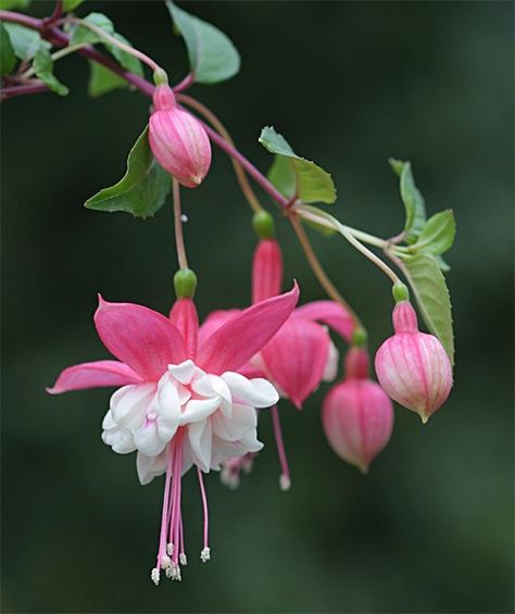 Pretty Flowers Pictures, نباتات منزلية, Fuchsia Flower, Fuchsia Flowers, Nothing But Flowers, Unusual Flowers, Flower Therapy, Rare Flowers, Pretty Plants