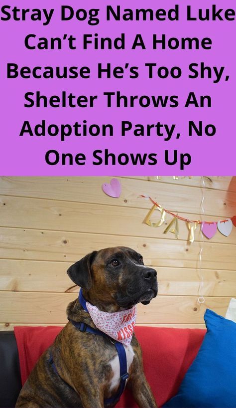 Stray Dog Named Luke ​​Can’t Find A Home Because He’s Too Shy, Shelter Throws An Adoption Party, Shelter Dogs Adoption, Pakistani Boys, Cute Names For Dogs, Adoption Party, Cute Dog Photos, Stood Up, Baby Animals Pictures, Dog Images, Cute Dogs And Puppies