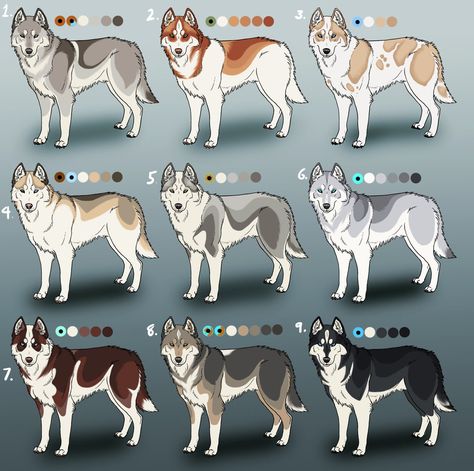 In addition to the splendid variety of coat colors available, Siberian Huskies may also have a variety of eye colors. As Siberian Husky Colors, Caine Husky, Husky Eyes, Husky Colors, Puppy Husky, Different Types Of Dogs, Alaskan Husky, Husky Funny, Cute Husky