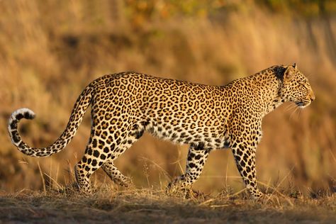 African Animals Photography, African Leopard, Cat Species, Animals Amazing, Cheetah Animal, Africa Safari, Rare Animals, Baboon, African Wildlife