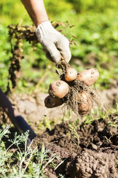 When To Plant Potatoes, Harvesting Potatoes, Best Garden Tools, Garden Gloves, Planting Potatoes, How To Store Potatoes, Green Cherries, Growing Potatoes, Plant Diseases