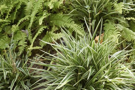 You may have wondered at one time or another, “can spider plants be outdoors?” Well, in the right conditions, growing spider plants outdoors is possible. You can learn how to grow a spider plant outside in this article. Spider Plant Babies, Outside Plants, Plant Care Houseplant, Spider Plant, Inside Plants, Spider Plants, Garden Pests, Organic Vegetables, Ground Cover