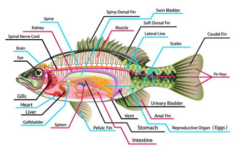 Fish Anatomy: The Ultimate Guide (2020) - Earth Life Fish Diagram, Human Anatomy Picture, Fish Anatomy, Facts About Fish, Anatomy Images, Human Body Organs, Human Body Parts, Animal Anatomy, Diagram Design