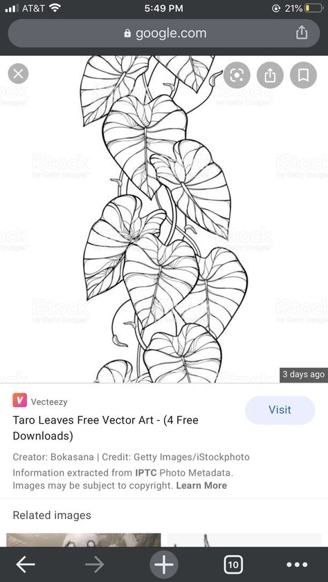 Elephant Ear Garden, Elephant Ears Garden, Colocasia Plant, Elephant Ear Plant Care, Plants Tattoo, Shade Loving Plants, Black Line Tattoo, Plants Beautiful, Beautiful Elephant