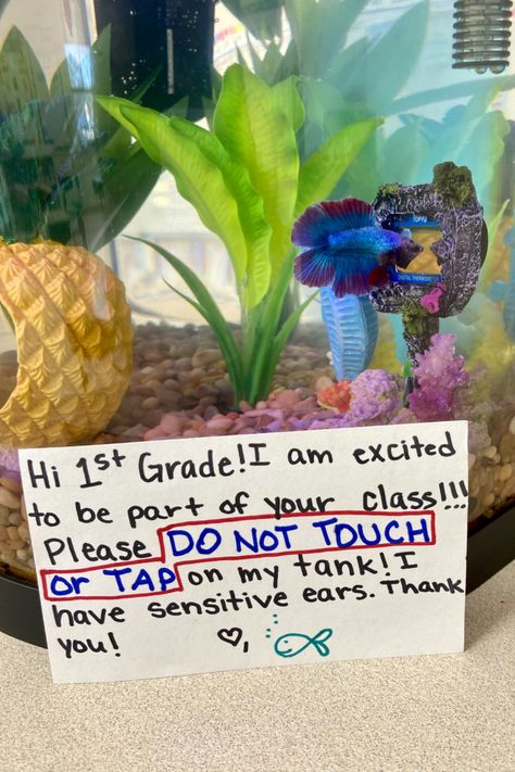 Fish Tank In Classroom, Classroom Fish Tank Class Pet, Classroom Fish Tank, Nurture Room, Him Pictures, Aquarium Room, 2023 Classroom, Future Educator, Classroom Pets