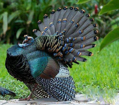 Ocellated Turkey, Turkey Breeds, Aesthetic Bird, Turkey Bird, Turkey Art, Turkey Photos, Wild Turkey, Turkey Hunting, Bird Tattoo