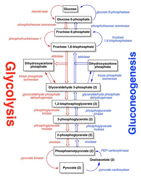 Gluconeogenesis: Why this is very Important? (Simple Notes) Microbiology Study, Biochemistry Notes, Mcat Study, Study Biology, Medical Student Study, Exercise Physiology, Ap Biology, Chemistry Lessons, Biology Lessons