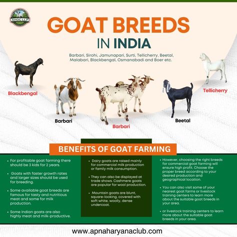 GOAT BREEDS IN INDIA ���🐐 India is home to diverse goat breeds for milk, meat, and wool production, including Barbari, Sirohi, Jamunapari, Surti, Tellicherry, Beetal, Malabari, Black Bengal, Osmanabadi, and Boer. Goat Farming Benefits: For profitable farming, aim for 3 kids every 2 years. Dairy goats are ideal for milk production. Choose breeds based on location and production goals for higher profits. Some breeds excel in faster growth, wool, meat, or milk production. Learn more at 👉 www.apn... Milk Production, Dairy Goats, Goat Farming, Goats