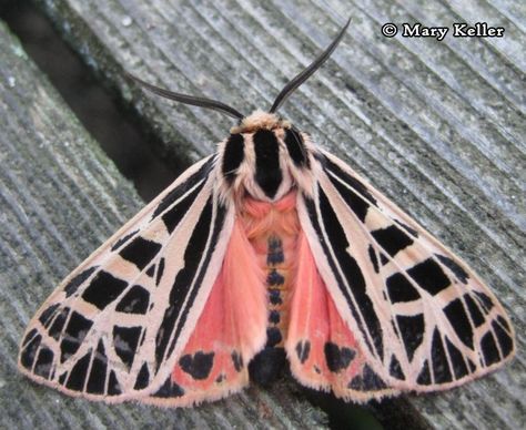 — Pink moth species Enchanted Forest Decorations, Tattooed Models, Lovers Tattoo, Pink Moth, Rosy Maple Moth, Moth Species, Cute Moth, Tattoo Fashion, Fashion Tattoo