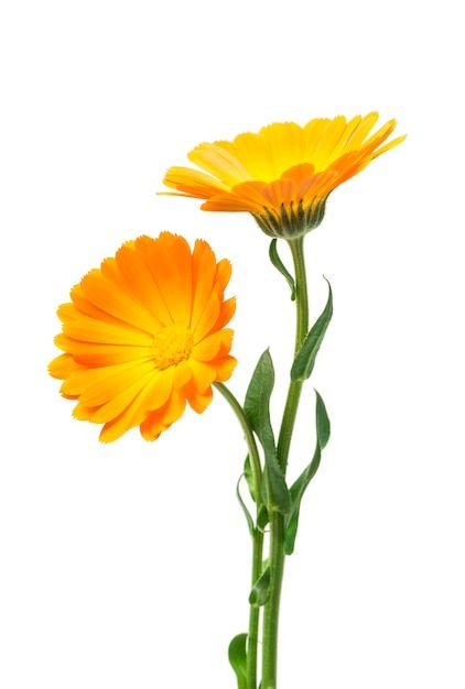 Calendula marigold flowers with leaves i... | Premium Photo #Freepik #photo #calendula #flower #flower-background #petals Calendula Flower Aesthetic, Calendula Tattoo, Marigold Background, Flowers With Leaves, Marigold Flowers, Calendula Flower, Marigold Flower, Applique Quilting, Flower Background