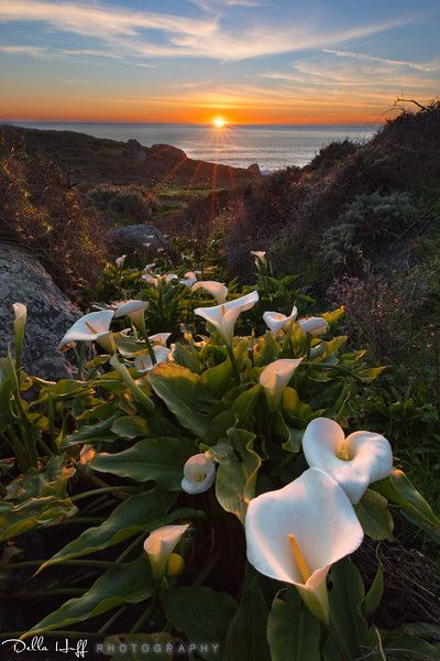 Land Sea And Sky, Foggy Morning, Gcse Art, California Coast, Big Sur, Calla Lily, Starry Sky, On Earth, Places To See