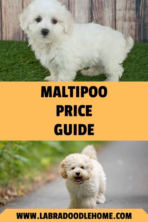 Maltipoo dogs love to curl up on your couch as much as they enjoy playing fetch! These little puppies are brilliant, kind, and above all, extremely adorable. Hence, it’s no surprise that many pet parents are eager to adopt cute little Maltipoo puppies. Here is a Maltipoo Price Guide and more to help you understand how you can make your ... Moodle Maltese Poodle, Toy Maltipoo Full Grown, Maltipoo Puppy Haircuts, Teacup Maltipoo Puppy, Maltipoo Adult, Teacup Maltipoo For Sale, Maltipoo Haircut Styles, Maltipoo Full Grown, Mini Maltipoo