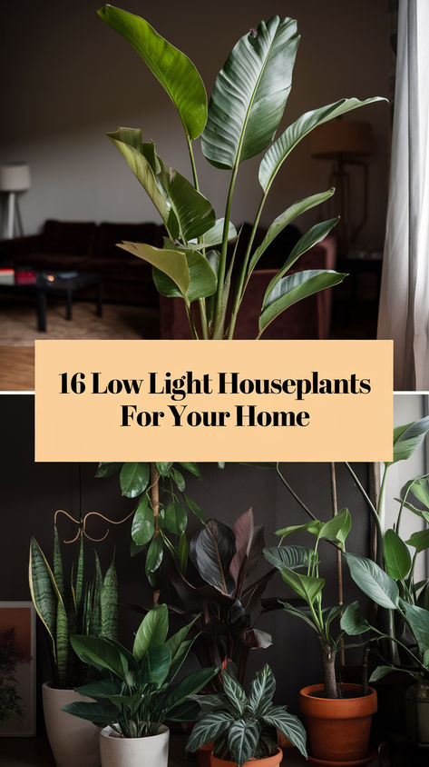 Low light? No problem! Try these indoor plants that don’t require sunlight. Lowlight Indoor Plant, Dark Room Plants Houseplant, Indoor Plants No Light, Best Indoor Low Light Plants, Plants That Don’t Need Light, Very Low Light House Plants, Low Sunlight Indoor Plants, Low Light Plants Indoor Bedroom, Plants That Dont Need Sunlight Indoor