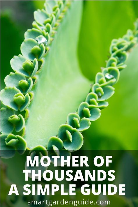 Mother Of Thousands Plant Propagation, Mother Of A Thousand Succulent, Kalanchoe Plant Care Indoors, Mother Of A Thousand Plants, Mother Of Thousands Plant Care, How To Care For Succulents Indoors, Mexican Garden Ideas, Mexican Plants, Alligator Plant