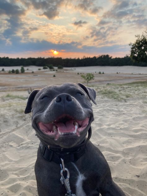 English staffordshire bull terrier, dog, staffy Staffordshire Bull Terrier Aesthetic, Blue English Staffy, Puppy Staffy, English Staffy, Amstaff Dog, Pitbull Aesthetic, English Staffordshire Bull Terrier, American Stafford, Blue Staffy