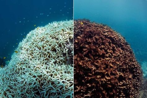 “This year has seen the worst mass bleaching in history,” said the letter. “Threatening many coral reefs around the world including the whole of the northern Great Barrier Reef, the biggest and best-known of all reefs.” | Coral Scientists Urge Malcolm Turnbull To Do More To Save The Reef Coral Reef Bleaching, After Earth, Ocean Acidification, Coral Bleaching, Ted Bundy, The Great Barrier Reef, The Weather Channel, Marine Biology, Great Barrier Reef