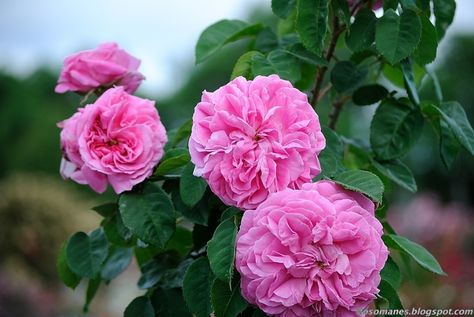 French Roses, Heritage Rose, Roses Beautiful, Rosa Damascena, Rose Plant, Heirloom Roses, Rosé Aesthetic, Damask Rose, Planting Roses