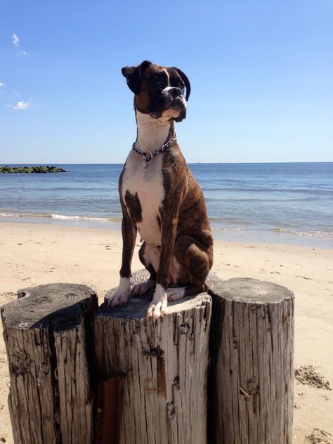 Black Boxer Dog, Brindle Boxer, Boxer Bulldog, Mohamed Ali, Boxer Mom, Boxer And Baby, Funny Boxer, Cute Boxers, Boxer (dog)