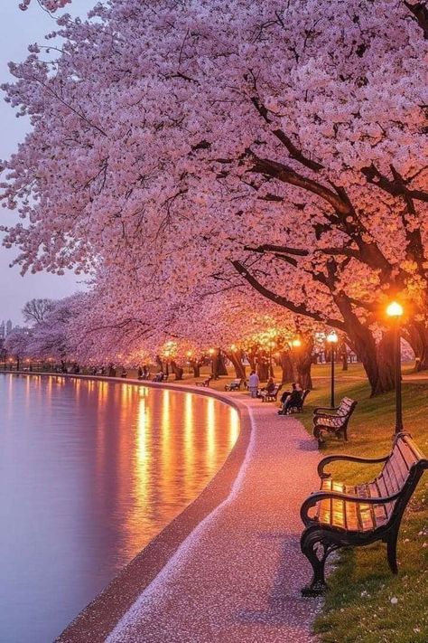 Ueno Park Tokyo, Galaxy Artwork, Japanese Cherry Tree, Ueno Park, Japan Street, Cherry Trees, Wallpaper Earth, Wonderful Flowers, Nature View