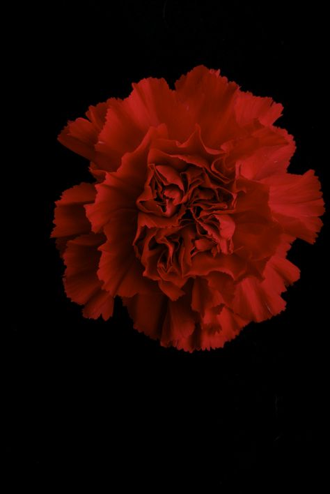 Red Carnation | PLEASE REMIX ME see ReMix flower project set… | TIGER500 | Flickr How Soon Is Now, The Lovers Tarot Card, Red Era, Red Carnation, Cat Frame, Octopus Art, Carnation Flower, Nothing But Flowers, Flower Therapy