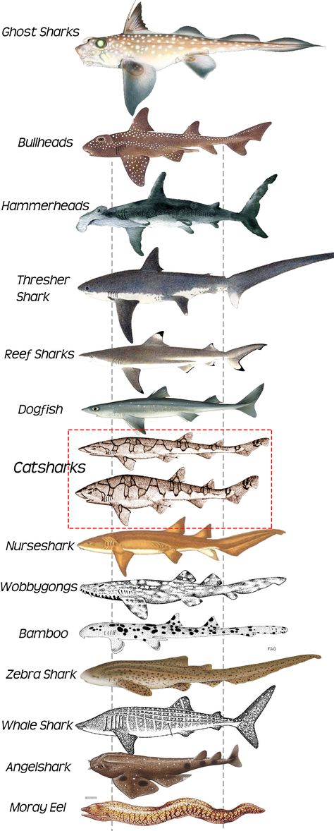 Different Sharks, Different Kinds Of Sharks, Shark Types, Shark Rug, Shark Map, Types Of Shark Teeth, Shark Species Chart, Carpet Shark, Different Types Of Sharks