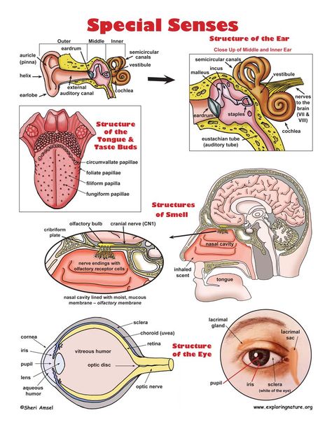 Special Senses Test Bank | Special Senses Illustrated Sensory System, Basic Anatomy And Physiology, Nurse Study Notes, Biology Facts, Medical Student Study, Nursing School Survival, Human Body Anatomy, Biology Lessons, Nursing School Studying