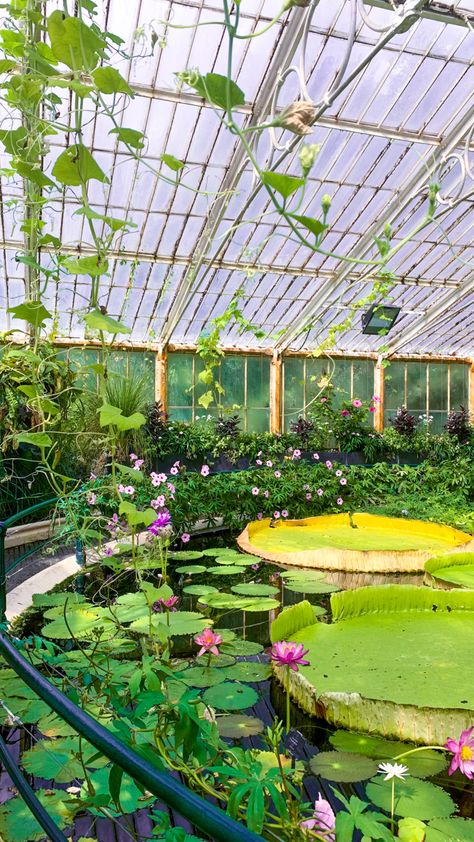 royal botanical gardens, kew gardens, london green house giant lilypads aesthetic Koi Aesthetic, Kew Gardens London, Garden Illustration, Garden Drawing, London Aesthetic, Royal Garden, Kew Gardens, Green House, Garden Inspired