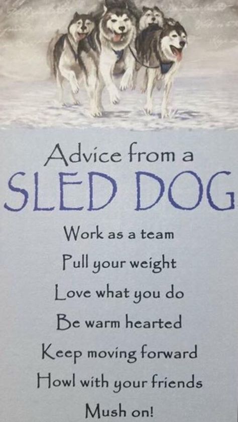 Advice from a Sled Dog                                                                                                                                                                                 More Husky Quotes, Sled Dog, Animal Spirit Guides, Advice Quotes, Dog Sledding, Husky Dogs, Nature Quotes, Spirit Guides, Dog Quotes