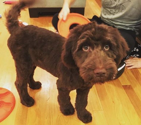 Labradoodle Haircut Chocolate Labradoodle Haircut Style, Labordoodle Haircuts, Labradoodle Short Haircut, Labradoodle Grooming Style, Labradoodle Haircuts, Labradoodle Hair, Australian Labradoodle Grooming, Labradoodle Haircut Style, Labradoodle Haircut