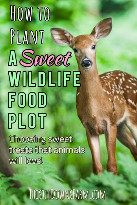 Wildlife Food Plots, Deer Food Feeding, Deer Feeder Ideas, Deer Food Plots, Deer Feeder Diy, Deer Habitat, Deer Attractant, Deer Feed, Food Plots For Deer