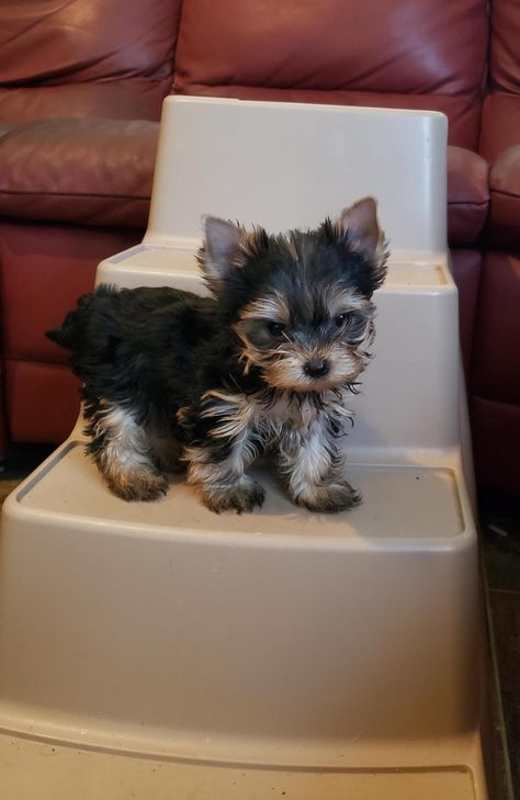 Tiny Tot Yorkies in Missouri | Yorkshire Terrier puppies | Good Dog Yorkies Puppies, Puppy Care Package, Mini Yorkie, Yorkshire Puppies, Puppy Fever, Dog Terrier, Yorkshire Terrier Puppy, Cute Teacup Puppies, Teacup Yorkie Puppy