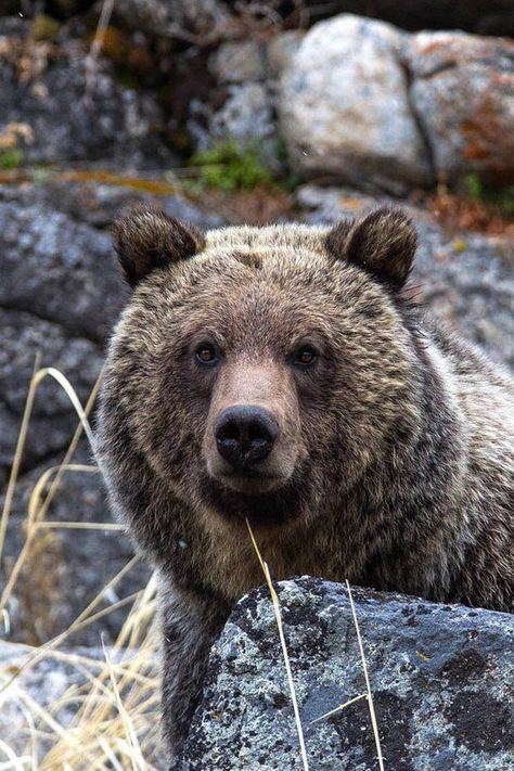 Bear Portrait, Bear Photography, Bear Images, Bear Tattoo, Bear Pictures, Bear Face, Fine Art Photography Print, Nature Tattoos, Bear Art