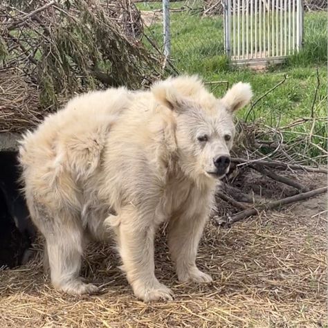 Silly Bear Picture, Tibetan Blue Bear, Bears Being Silly, Bear Reaction Pic, Bear Memes Funny, Funny Bear Pictures, Bear Silly, Tired Expression, Silly Bears