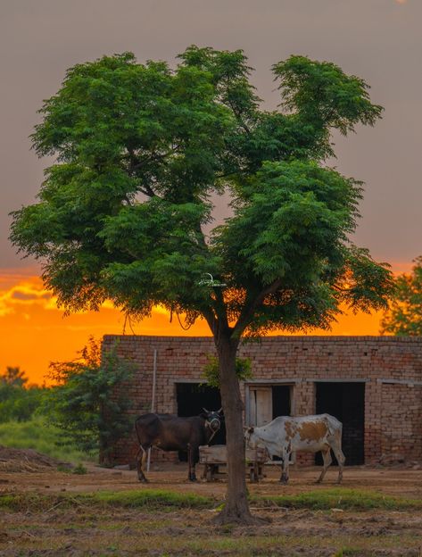 Village Images Indian, Indian Village Life Photography, Village Photos Indian, Indian Village Photography, Indian Village Aesthetic, Farming Photo, Punjabi Village, Village Pictures, Summer Nature Photography