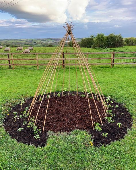 San Diego Seed Company on Instagram: “#GardenInspiration 😍This unique design is going to look even more amazing once it's in full bloom! They're growing: 🌻 Sunflowers 🌸 Sweet…” Pea Teepee, Forest School Activities, Tipi Tent, Sensory Garden, Tent Pegs, Forest School, Wood Chips, Seed Company, Garden Trellis