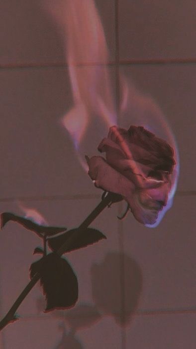 Rose Asethetic Pic, Fire Rose Aesthetic, Wilting Rose Aesthetic, Breakup Astetic Wallpaper, Rose On Fire Wallpaper, Aesthetic Break Up Pictures, Burning Rose Wallpaper, Burning Rose Aesthetic, Sweet But Physco Aesthetic