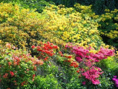 Deciduous Azaleas companions, Evergreen Azaleas companions, Rhododendron companions, azalea companions, Viburnums, Kalmia, Hamamelis Tomatoes In Containers, Kalmia Latifolia, Planting Combinations, Companion Gardening, Hydrangea Quercifolia, Growing Tomatoes In Containers, Oakleaf Hydrangea, Companion Plants, Mountain Laurel