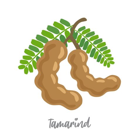 Vector image of two brown tamarind pods Tamarind Illustration, Tamarind Drawing, Tamarind Vector, Thailand Scrapbook, Tamarind Plant, Tamarind Candy, Candy Business, Tamarind Fruit, Candy Logo