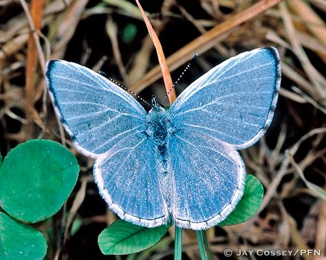 Appalachian Azure (Celastrina neglectamajor) male, dorsal … | Flickr Michigan Adventures, Ohio Usa, In Flight, Flora And Fauna, State Park, Printmaking, State Parks, Jay, Ohio