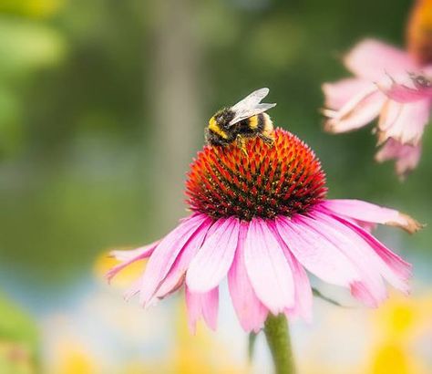 Echinacea Flower, Bee Friendly Garden, Bee Pictures, Bee Painting, Bee Friendly, Painting Subjects, Bee On Flower, Bees Knees, Bumble Bee