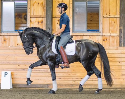 Naik Kuda, Diego Gonzalez, Classical Dressage, Equestrian Dressage, Horse Riding Tips, English Horse, Equestrian Fashion, Horse Dressage, Andalusian Horse