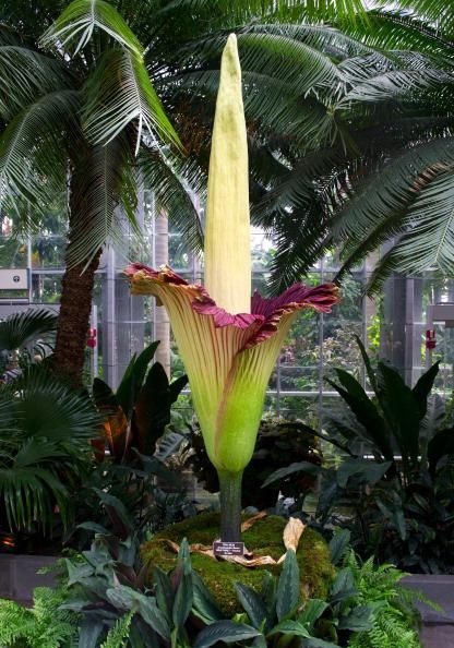 The Titan Arum plant (Amorphophallus titanum), also known as the corpse flower or stinky plant, is seen in full bloom at the United… Amorphophallus Titanum, Titan Arum, United States Botanic Garden, Corpse Flower, Plant Study, Weird Plants, Unusual Plants, Unusual Flowers, Rare Flowers