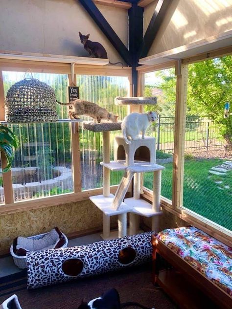 Cat Sunroom Ideas, Screened In Porch For Cats, Sunroom Cat Room, Catio Shelving Ideas, Cat Sunroom, Cat Room Indoor, Cat Patio Enclosure, Indoor Cat Room Ideas, Catio Ideas Cat