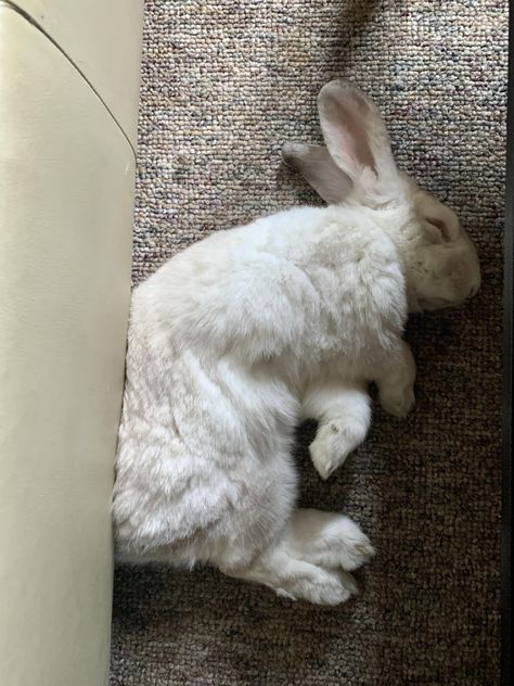 Blueberry always finds the oddest spots to nap. More to come. Ps- watching him sleep is pure joy! Bunny Curled Up, Rabbit Lying Down, Rabbit Laying Down, Rabbits Sleeping, Watching Him Sleep, Rabbit Reference, Rabbit Sleeping, Bunny Sleeping, Sleeping Bunny