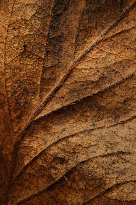 A close up view of a leaf's texture photo – Free Brown Image on Unsplash Texture Pictures Photography, Things That Are Brown, Brown Nature, Close Up Images Of Nature, Natural Patterns In Nature, Nature Close Up Photographs, Forest Close Up Photography, Brown Eye Close Up Photography, Leaf Close Up