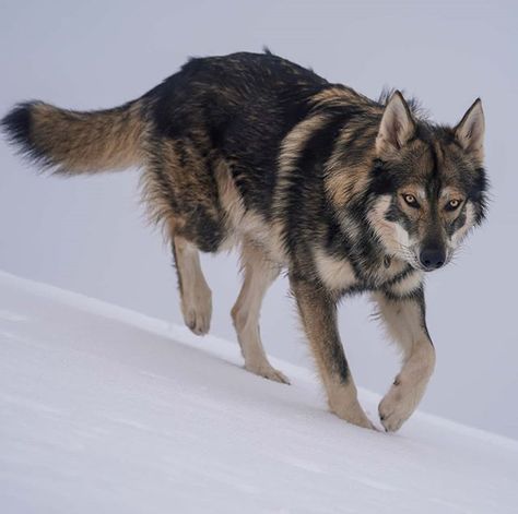 Wolf Poses, Wolf Dogs, Wolf Photos, Animal Study, Canine Art, Pretty Dogs, Pretty Animals, Wild Dogs, Silly Animals