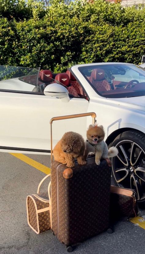 Pet Lover Aesthetic, Rich Dog, Rich Rich, Happy Wife Happy Life, Super Rich Kids, Rich Lifestyle, Luxury Lifestyle Dreams, Future Lifestyle, Luxury Dog