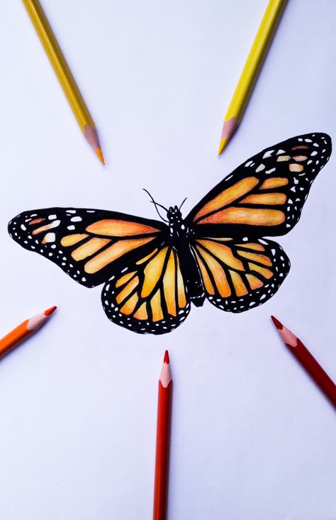 Colored Pencil Butterfly, Butterfly Sketch, Sketches Doodles, Color Pencil Illustration, Butterfly Art Painting, Observational Drawing, Art Sketches Doodles, Cool Pencil Drawings, Pencil Painting