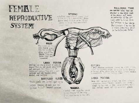 Functions of Female Reproductive Organs Female Reproductive System, Reproductive System, Fine Arts, Illustration Art, Sketch, Humanoid Sketch, Fine Art, Illustrations, Art